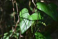 Dioscorea communis