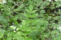 Helosciadium nodiflorum