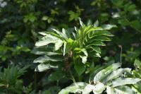 Sambucus ebulus