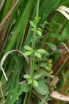 Galium palustre