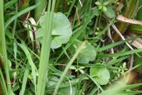 Hydrocotyle vulgaris