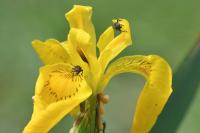 Iris pseudacorus