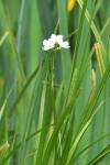 Cardamine pratensis