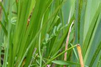 Cardamine pratensis