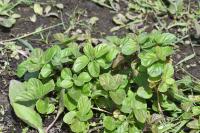 Mentha aquatica