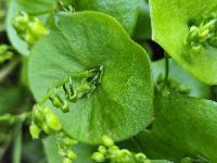 Claytonia perfoliata