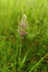 Anacamptis coriophora subsp. fragrans