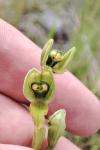 Ophrys virescens