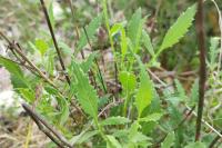 Cephalaria leucantha