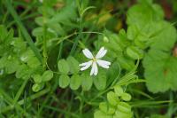 Rabelera holostea