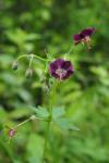 Geranium phaeum