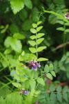 Vicia sepium