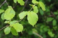 Corylus avellana