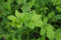 Geum urbanum