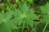 Geranium phaeum