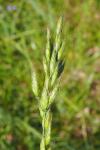Bromus hordeaceus