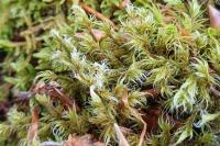 Racomitrium lanuginosum