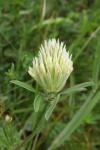 Trifolium ochroleucon