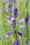 Polygala vulgaris