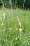 Silene nutans