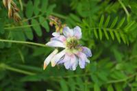 Vicia orobus