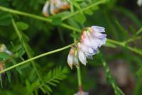 Vicia orobus