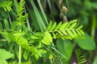 Vicia orobus