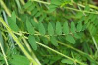 Vicia orobus