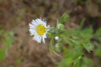 Erigeron annuus