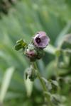 Cynoglossum creticum