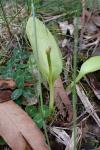 Ophioglossum vulgatum