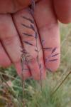 Festuca vasconcensis