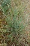 Festuca vasconcensis