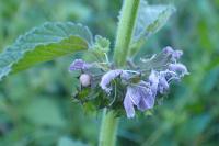 Ballota nigra