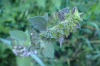 Ballota nigra
