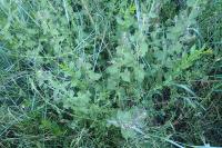 Ballota nigra