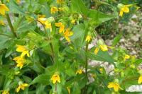 Guizotia abyssinica