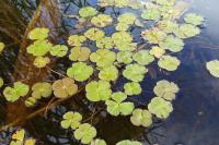 Marsilea quadrifolia