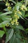 Vincetoxicum hirundinaria