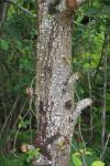 Prunus avium