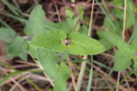 Teucrium scorodonia