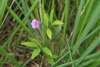 Lathyrus linifolius