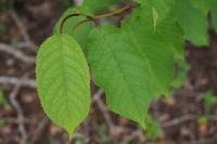 Prunus avium