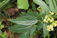 Vincetoxicum hirundinaria