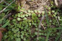 Lysimachia tenella