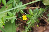 Potentilla erecta
