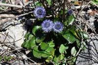 Globularia bisnagarica