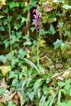 Orchis mascula