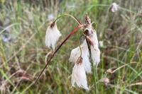 Eriophorum angustifolium