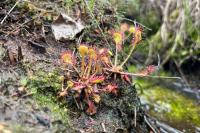 Drosera rotundifolia